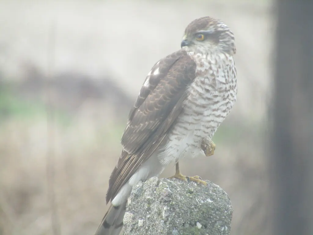 雀鹰(Accipiter nisus)