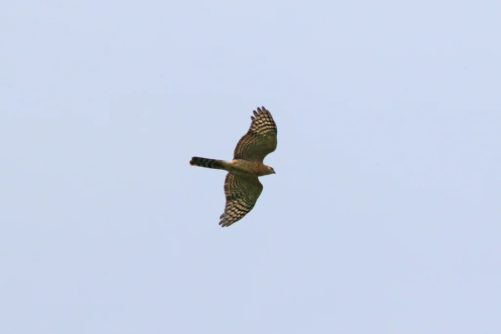 赞比亚雀鹰(Accipiter ovampensis)