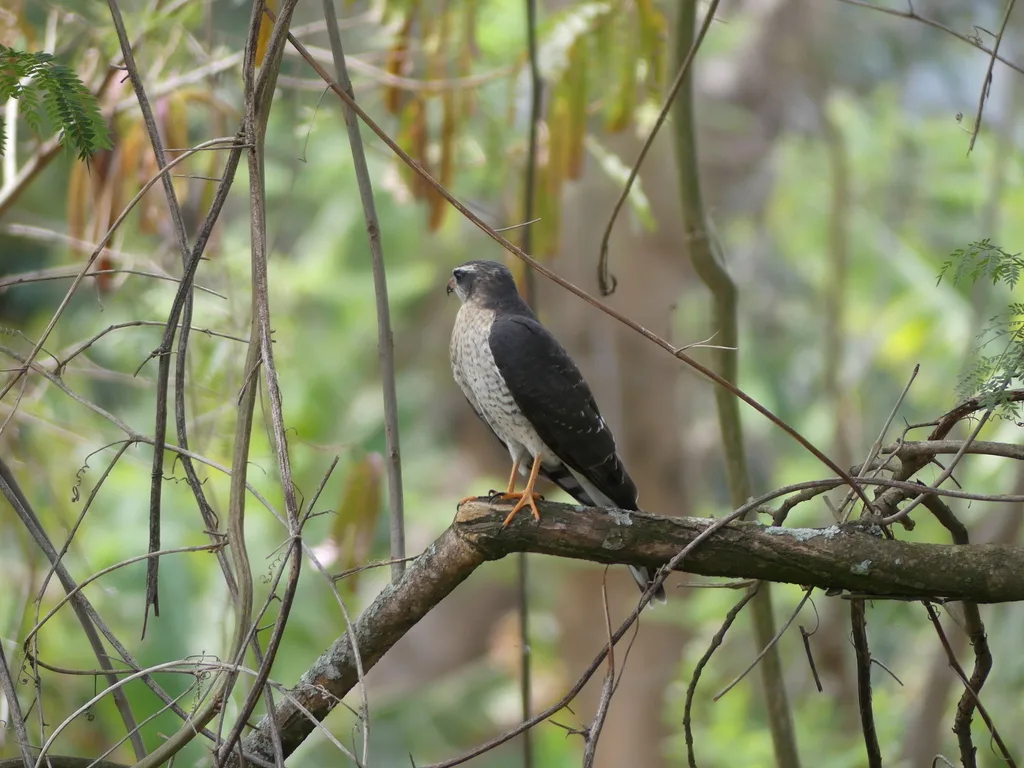 赞比亚雀鹰(Accipiter ovampensis)
