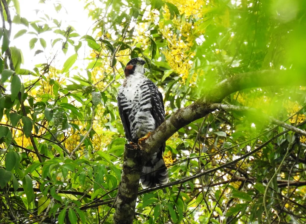 灰腹鹰(Accipiter poliogaster)