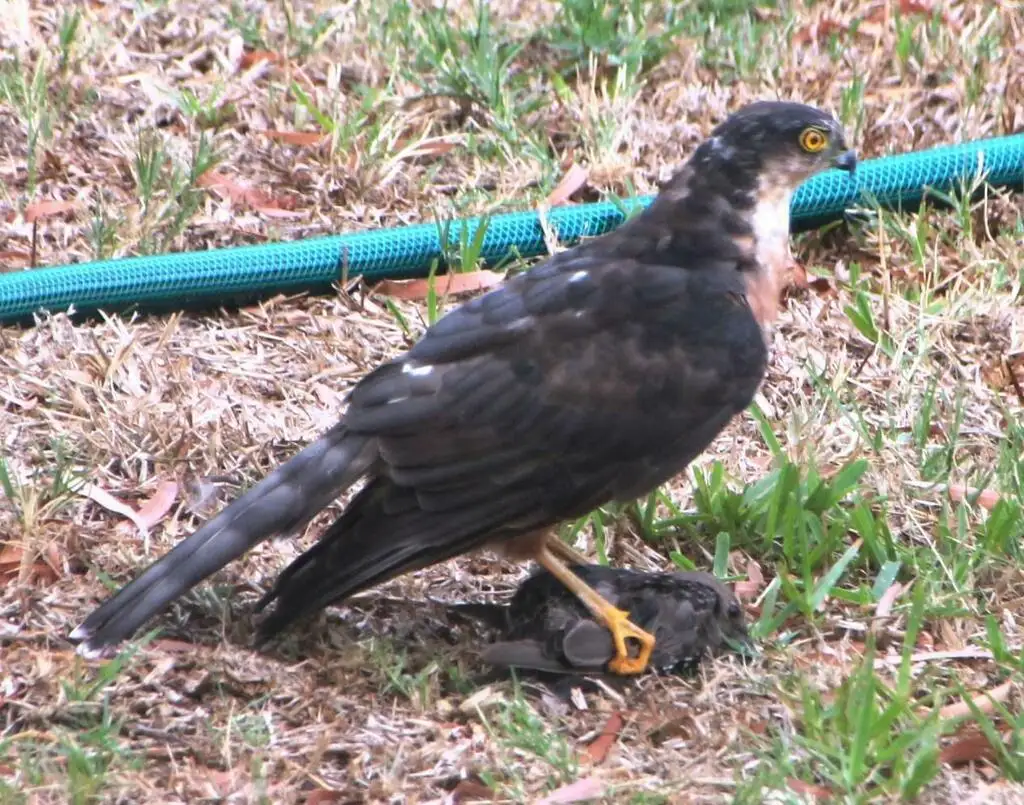 棕胸雀鹰(Accipiter rufiventris)