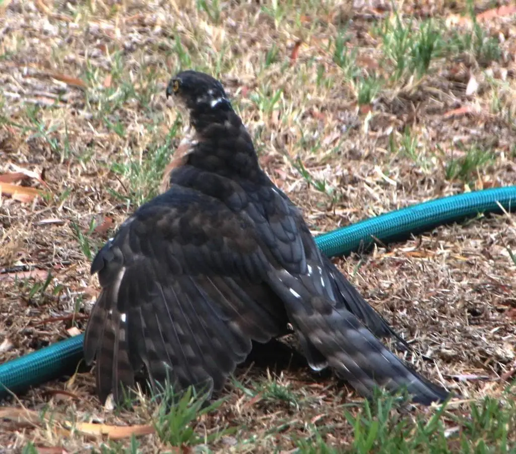 棕胸雀鹰(Accipiter rufiventris)