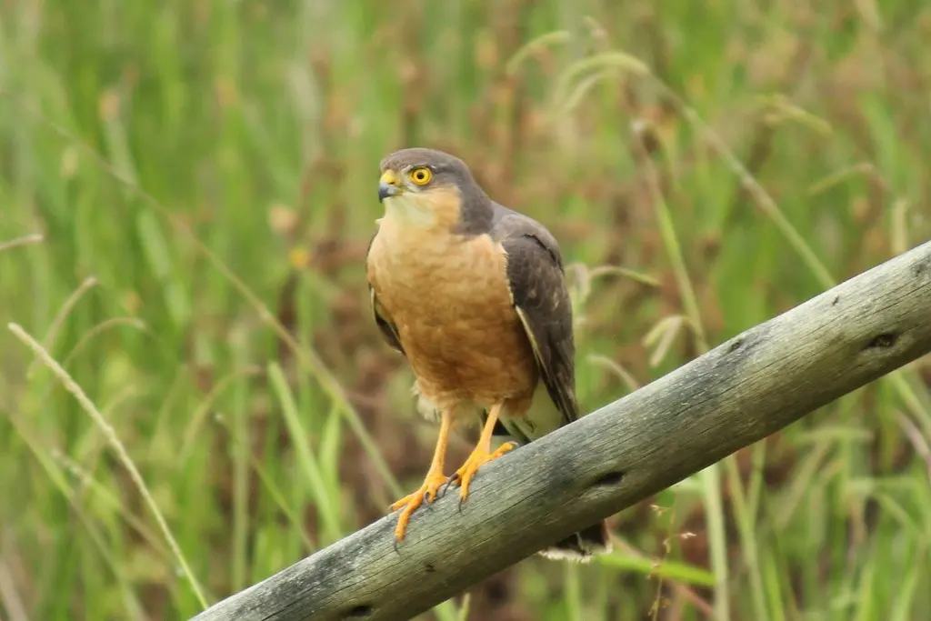 棕胸雀鹰(Accipiter rufiventris)