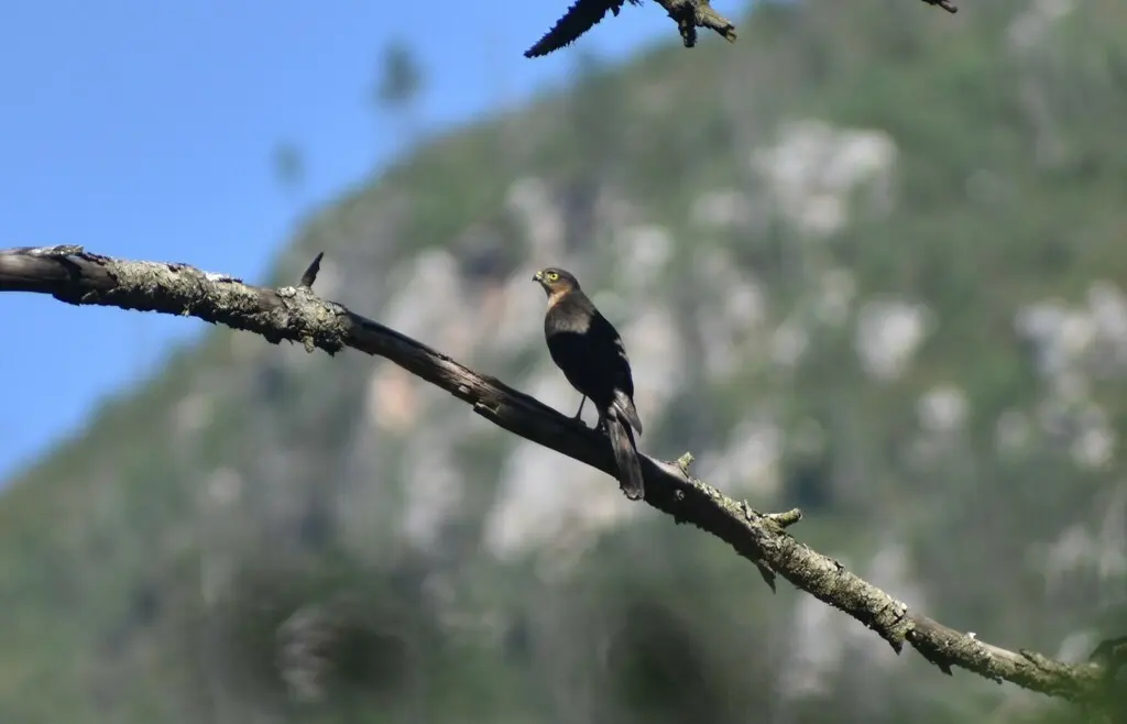 棕胸雀鹰(Accipiter rufiventris)