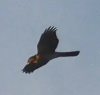 棕胸雀鹰(Accipiter rufiventris)