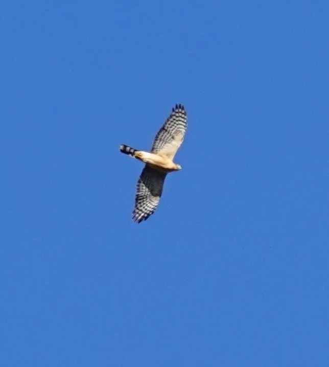 棕胸雀鹰(Accipiter rufiventris)