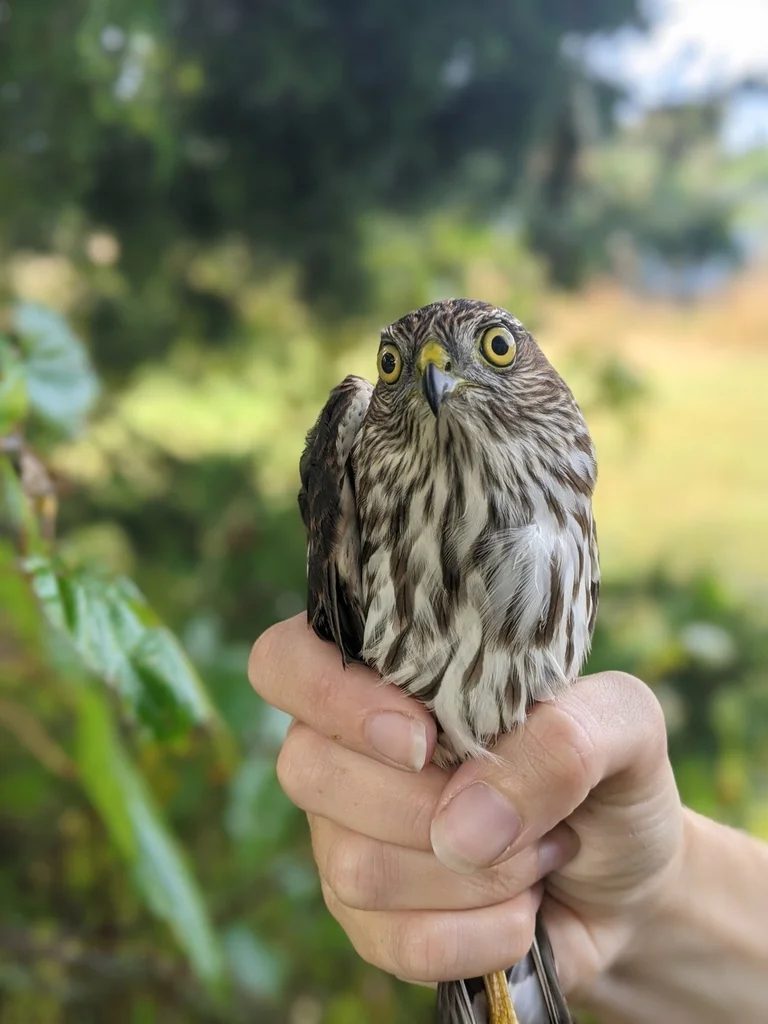 纹腹鹰(Accipiter striatus)