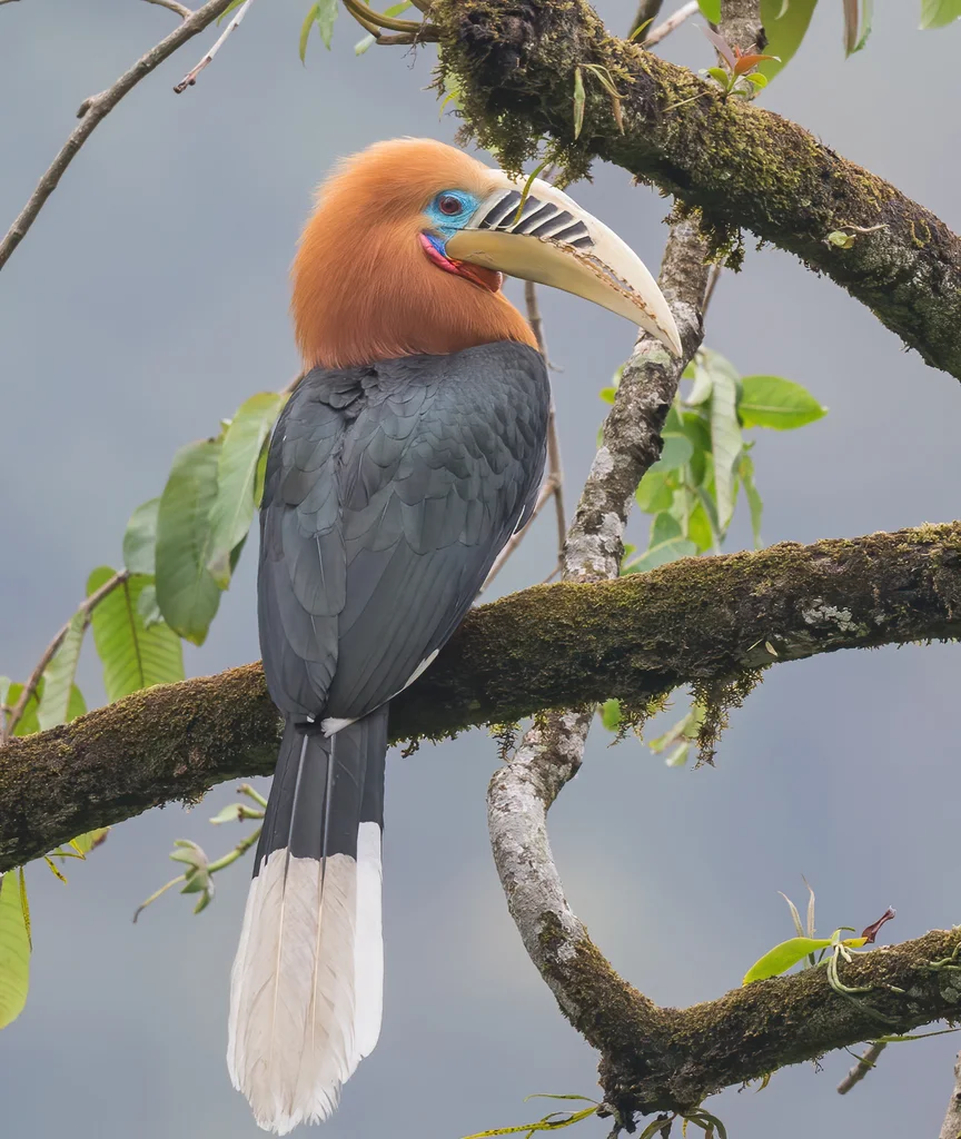 棕颈犀鸟(Aceros nipalensis)