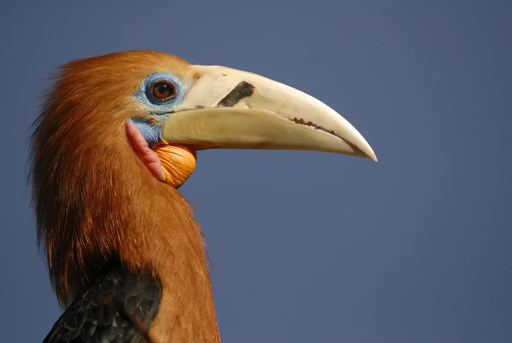 棕颈犀鸟(Aceros nipalensis)