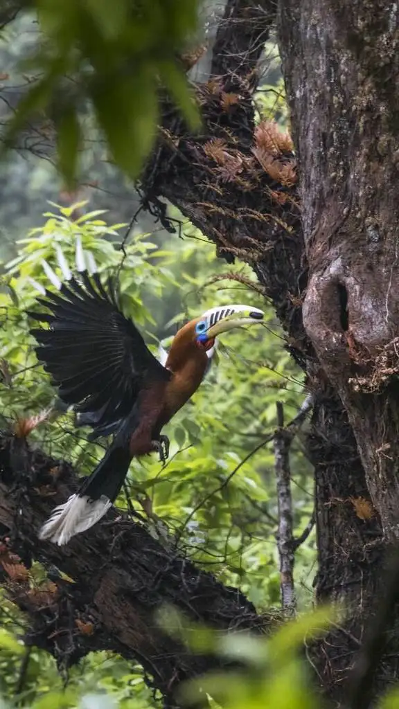 棕颈犀鸟(Aceros nipalensis)