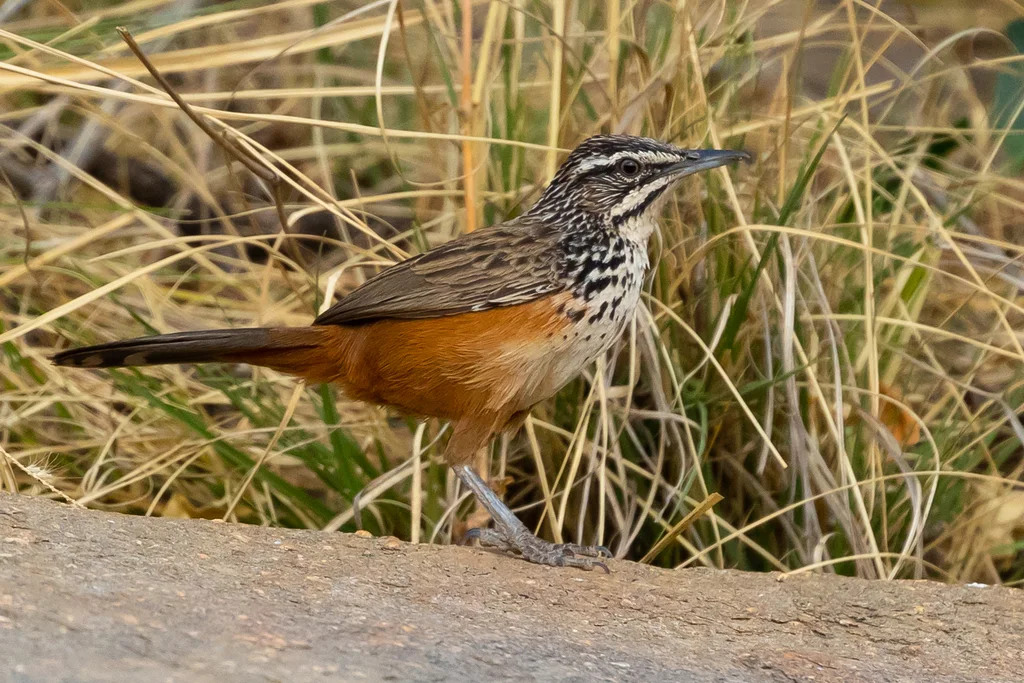 岩莺(Achaetops pycnopygius)