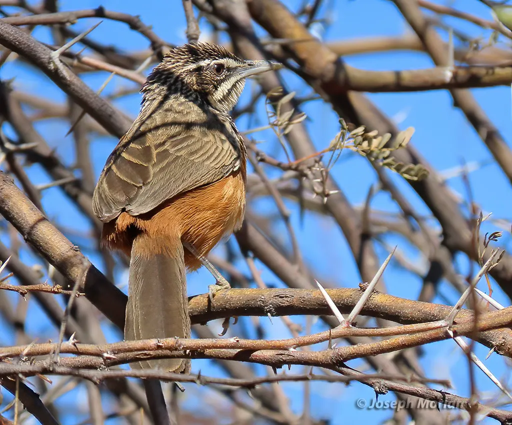 岩莺(Achaetops pycnopygius)
