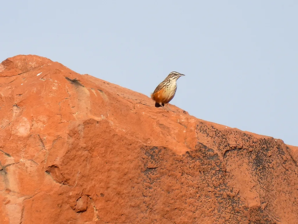 岩莺(Achaetops pycnopygius)