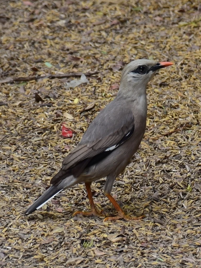 红嘴椋鸟(Acridotheres burmannicus)