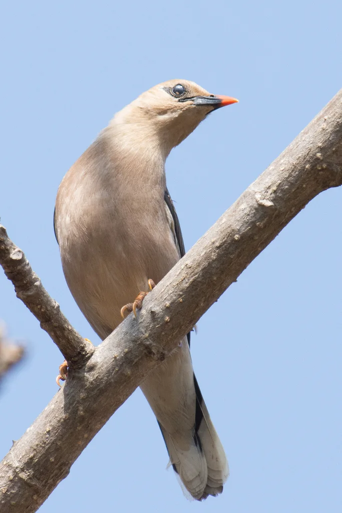 红嘴椋鸟(Acridotheres burmannicus)