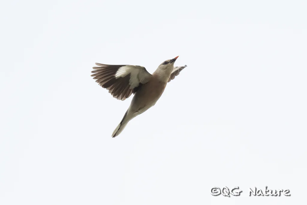 红嘴椋鸟(Acridotheres burmannicus)