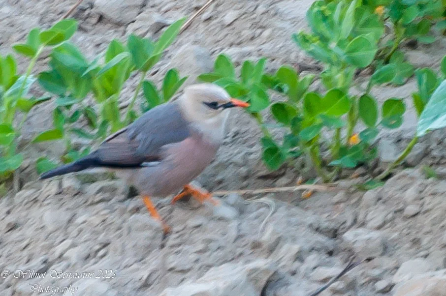 红嘴椋鸟(Acridotheres burmannicus)