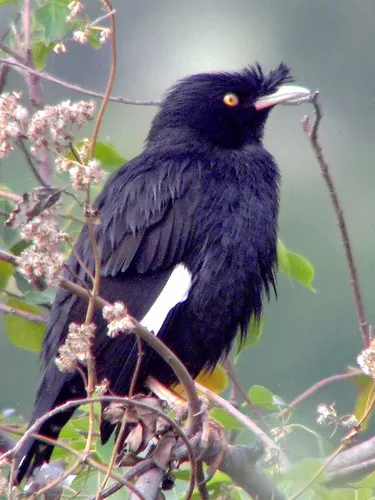 八哥(Acridotheres cristatellus)