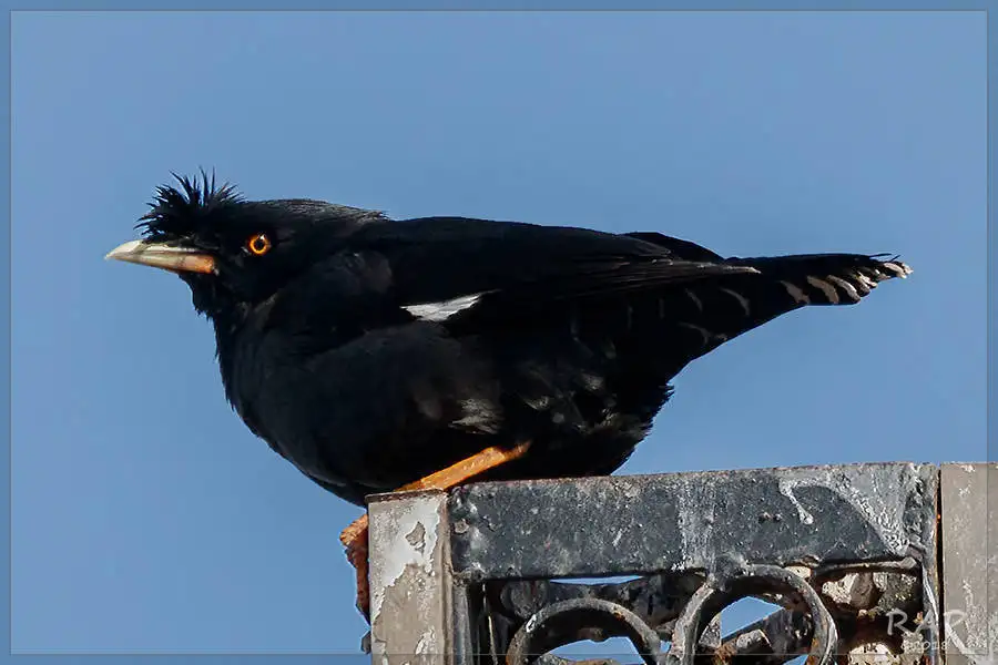 八哥(Acridotheres cristatellus)