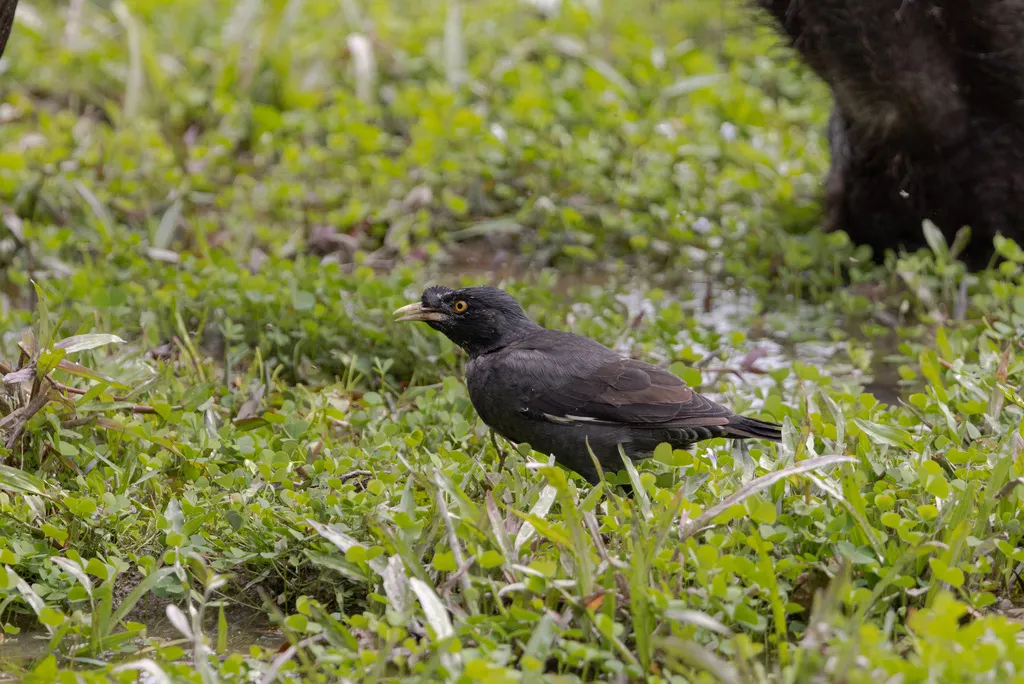 八哥(Acridotheres cristatellus)