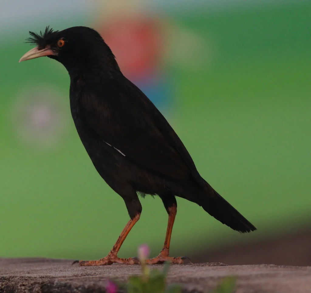 八哥(Acridotheres cristatellus)