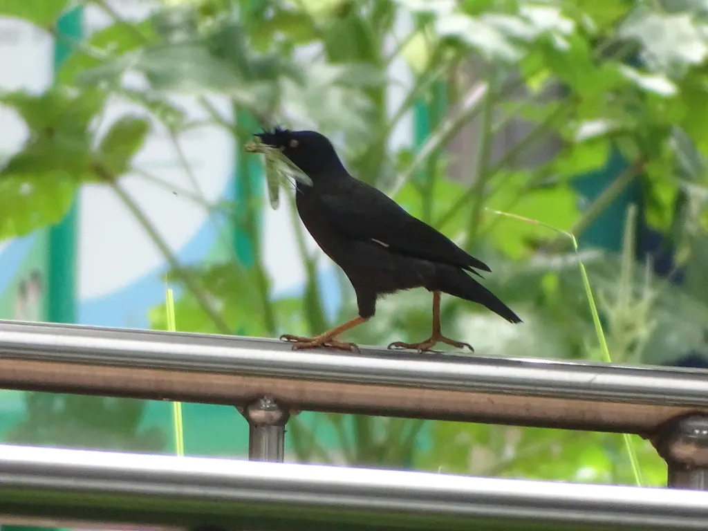 八哥(Acridotheres cristatellus)