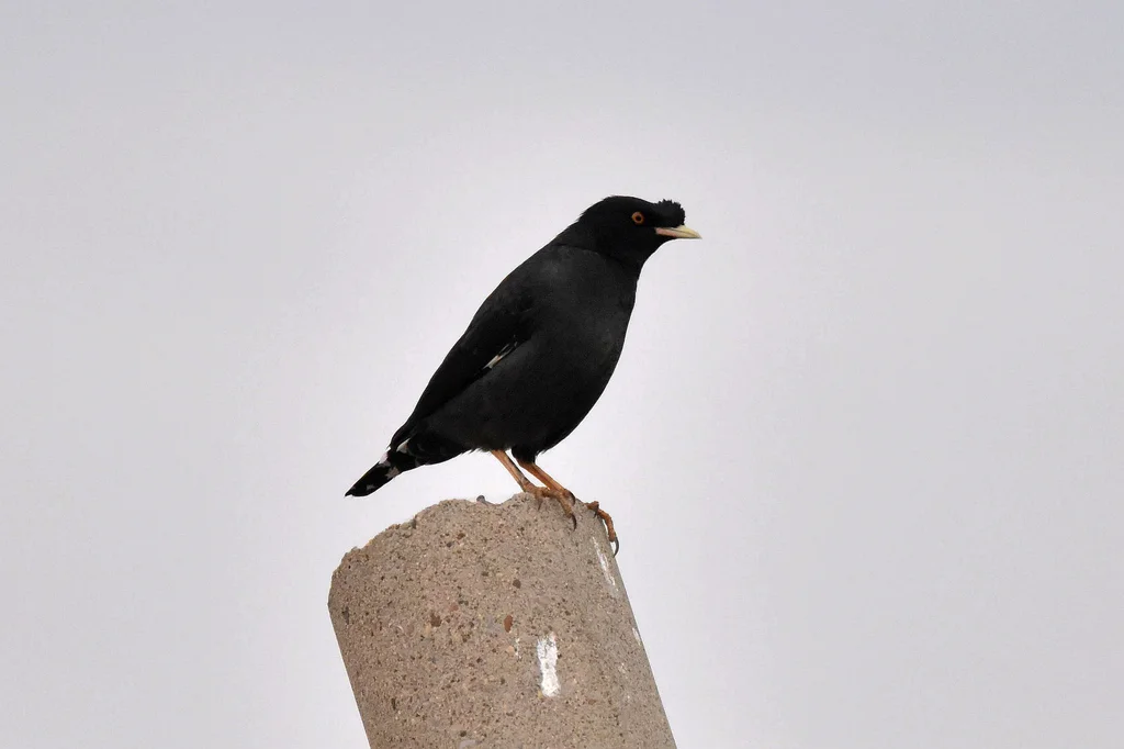 八哥(Acridotheres cristatellus)