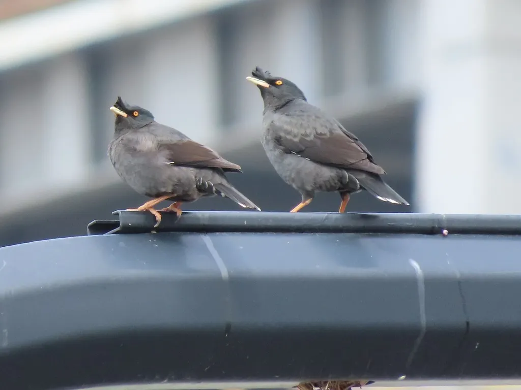 八哥(Acridotheres cristatellus)