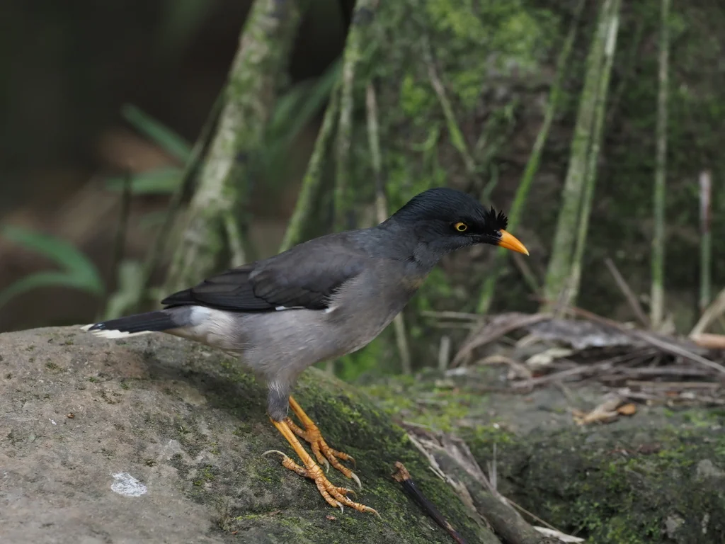 丛林八哥(Acridotheres fuscus)
