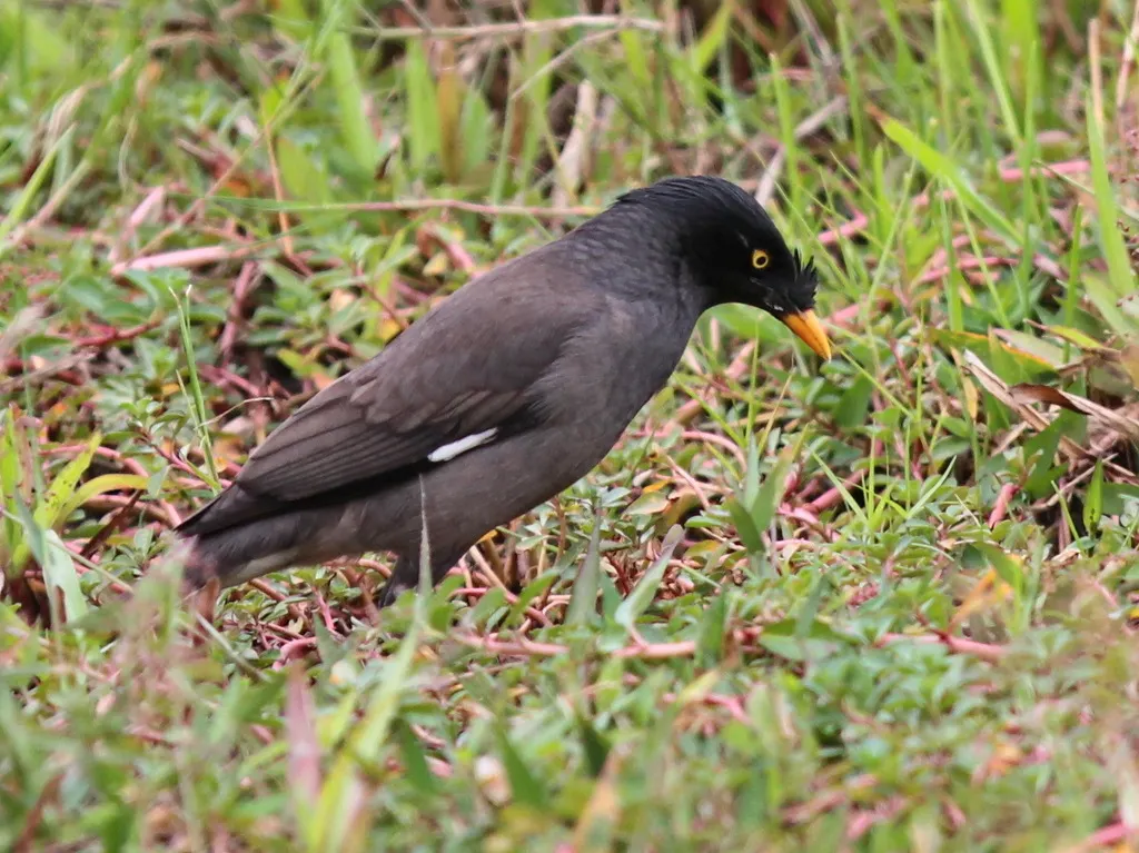 丛林八哥(Acridotheres fuscus)