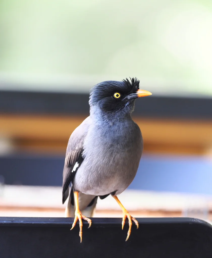 丛林八哥(Acridotheres fuscus)