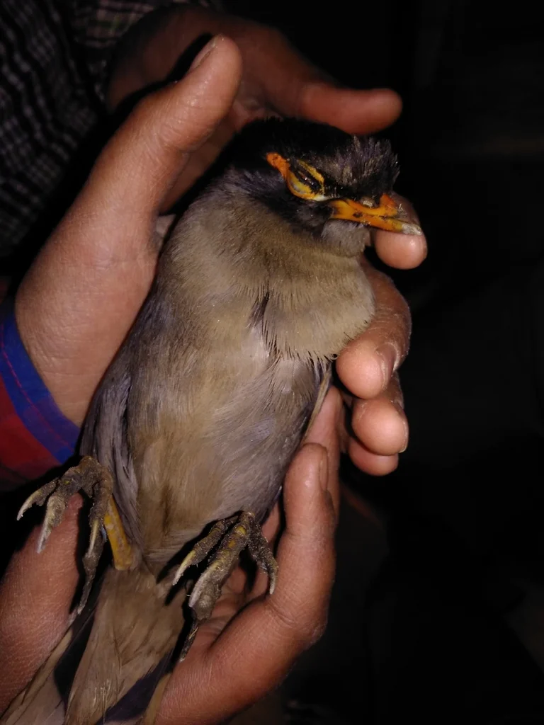 灰背岸八哥(Acridotheres ginginianus)