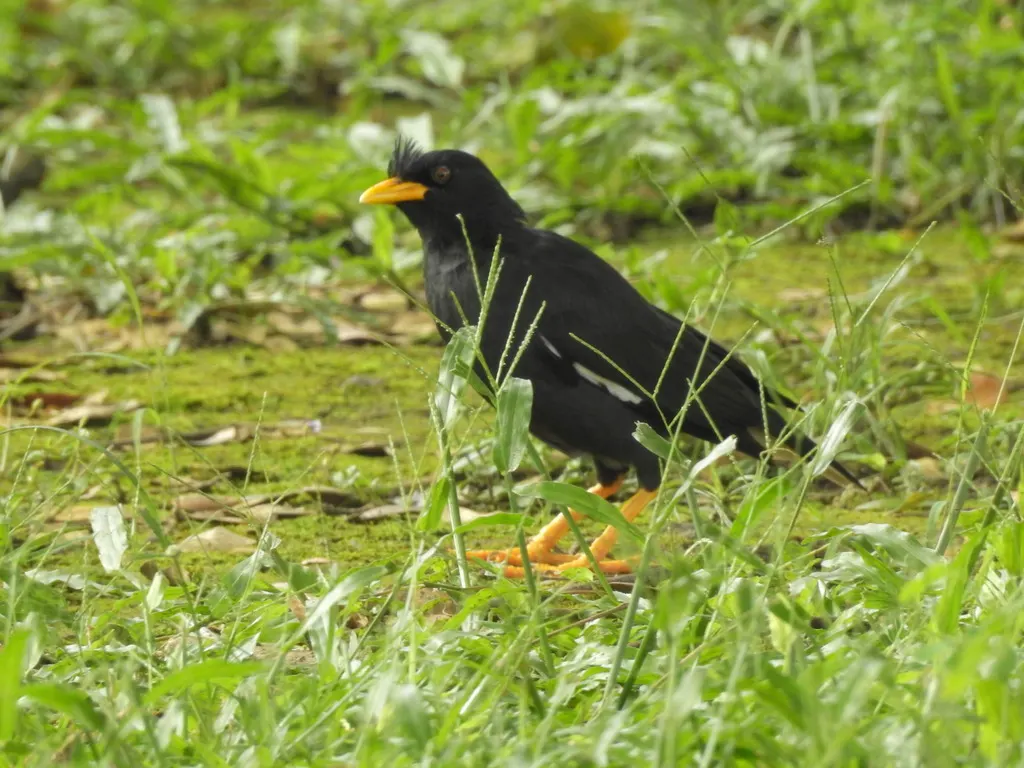 林八哥(Acridotheres grandis)