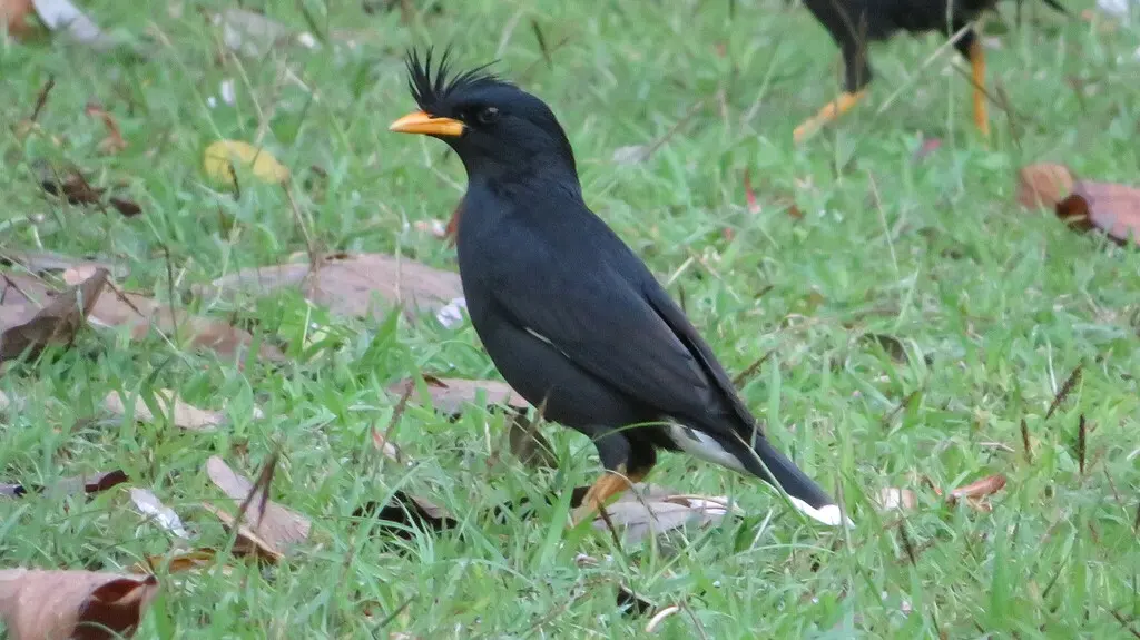 林八哥(Acridotheres grandis)