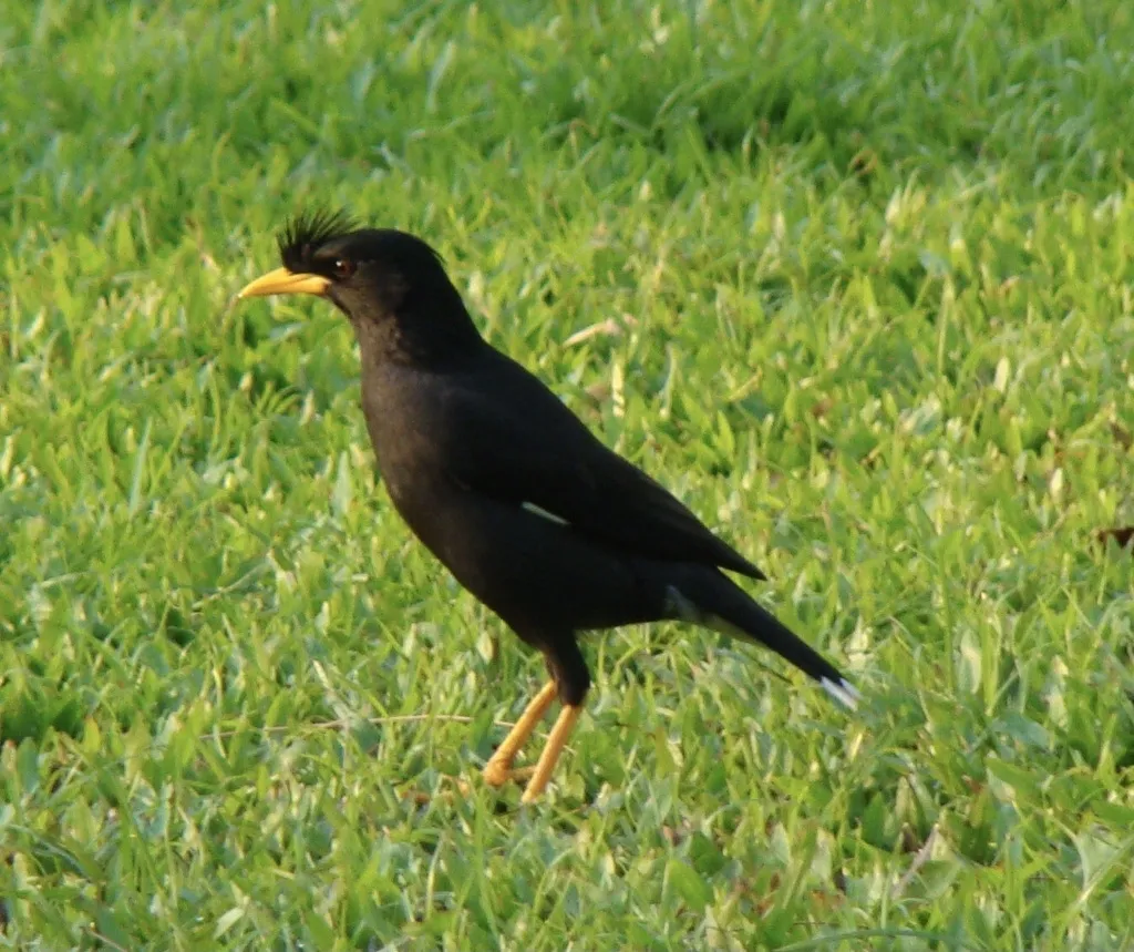 林八哥(Acridotheres grandis)