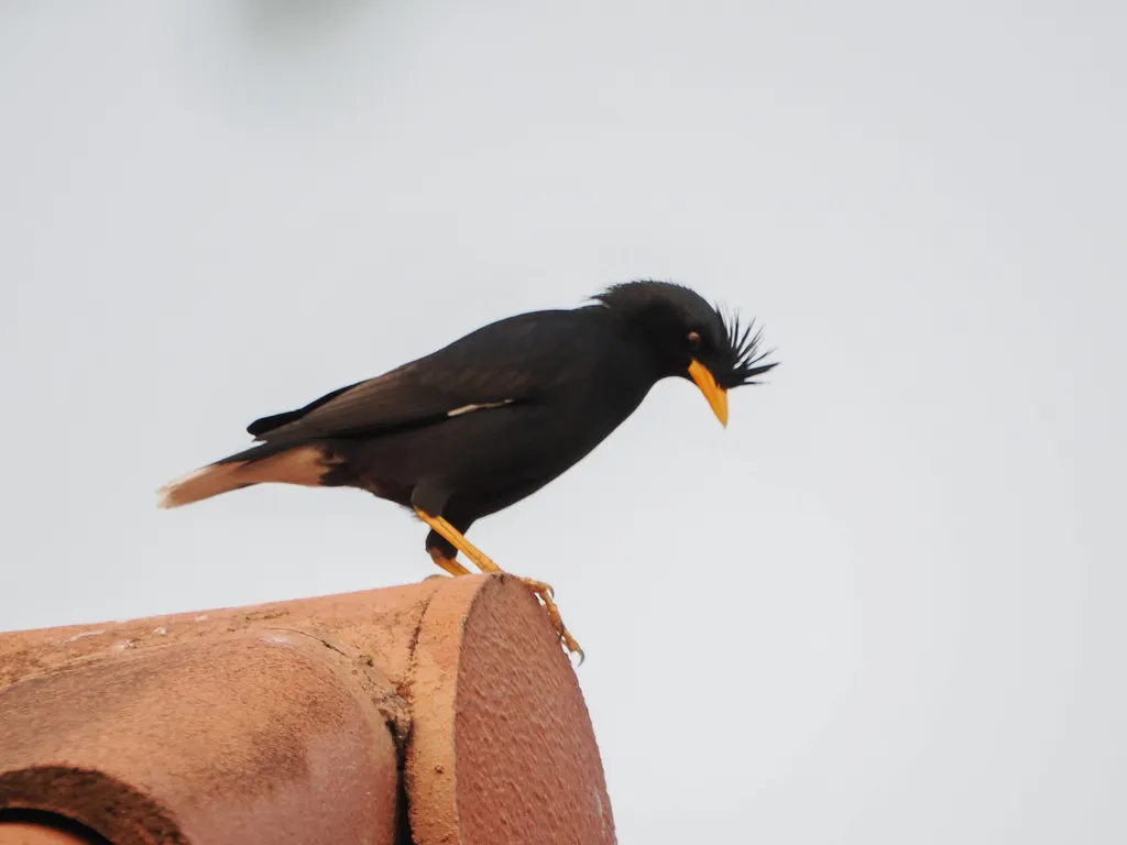 林八哥(Acridotheres grandis)