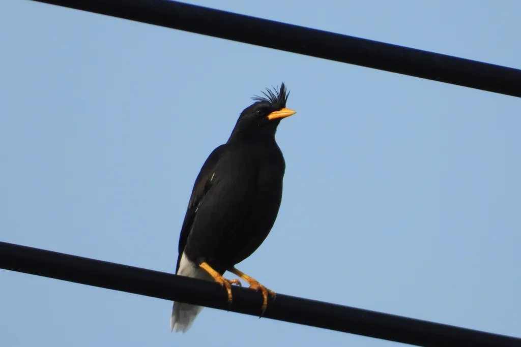 林八哥(Acridotheres grandis)