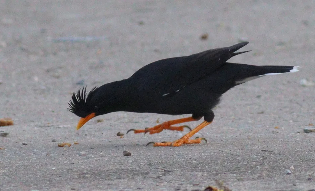 林八哥(Acridotheres grandis)