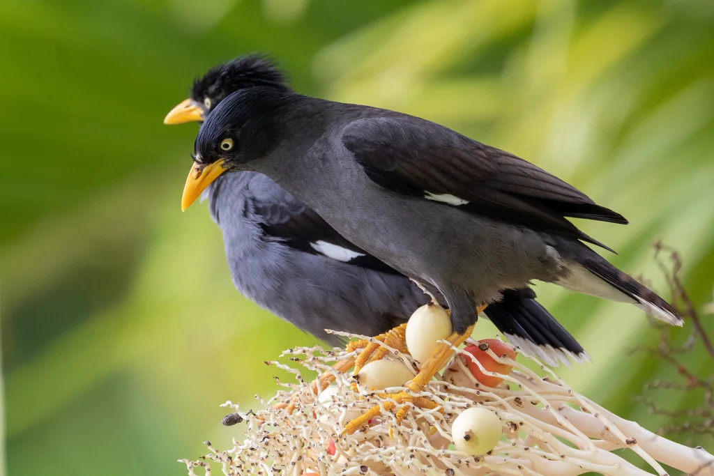 爪哇八哥(Acridotheres javanicus)