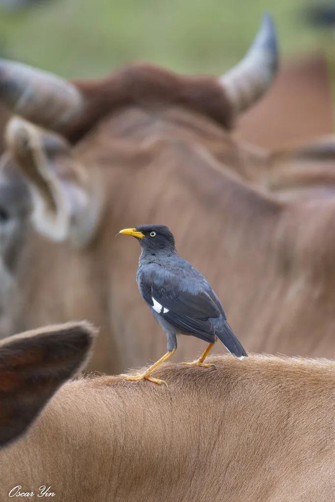 爪哇八哥(Acridotheres javanicus)