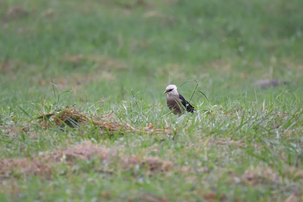 红胸八哥(Acridotheres leucocephalus)