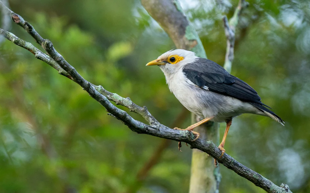 黑翅椋鸟（Acridotheres melanopterus）