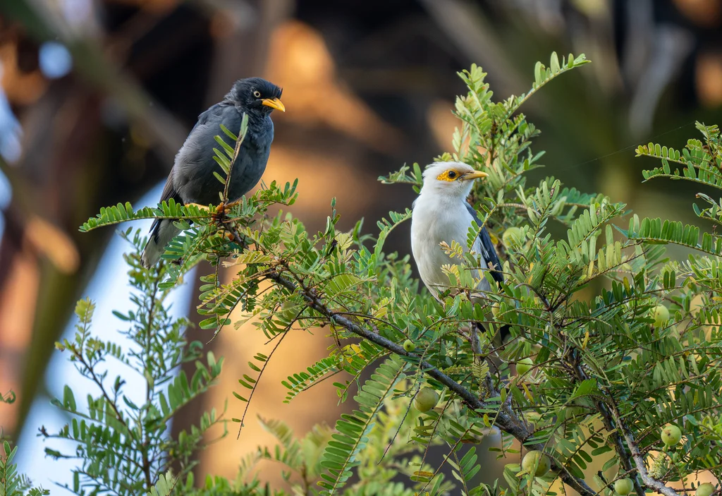 黑翅椋鸟（Acridotheres melanopterus）