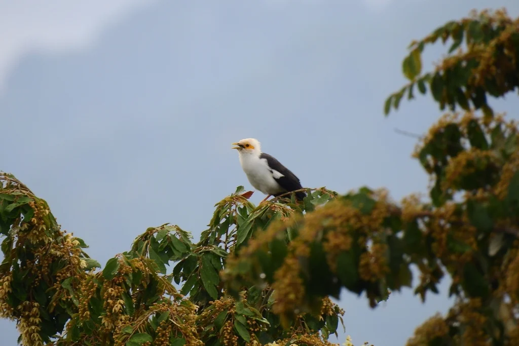 黑翅椋鸟（Acridotheres melanopterus）