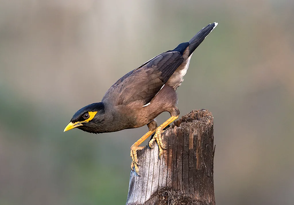 家八哥(Acridotheres tristis)