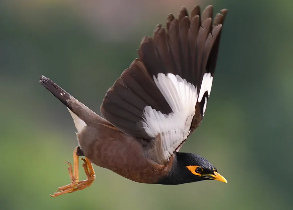 家八哥(Acridotheres tristis)