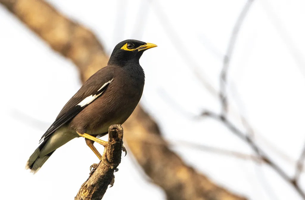 家八哥(Acridotheres tristis)