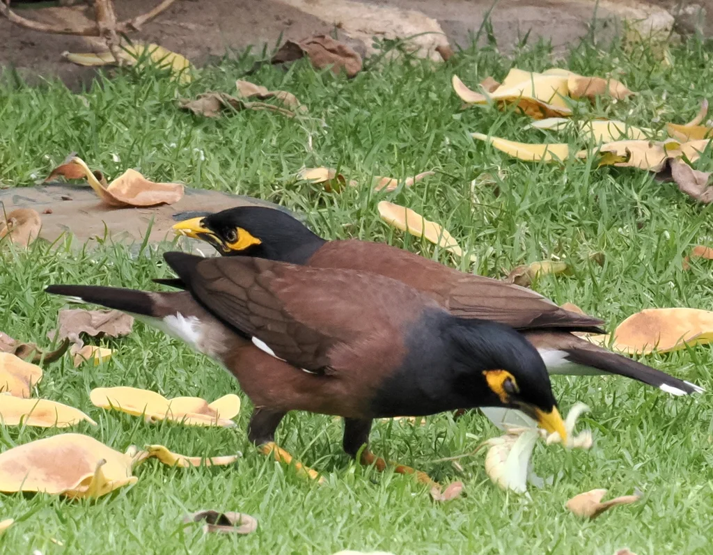 家八哥(Acridotheres tristis)