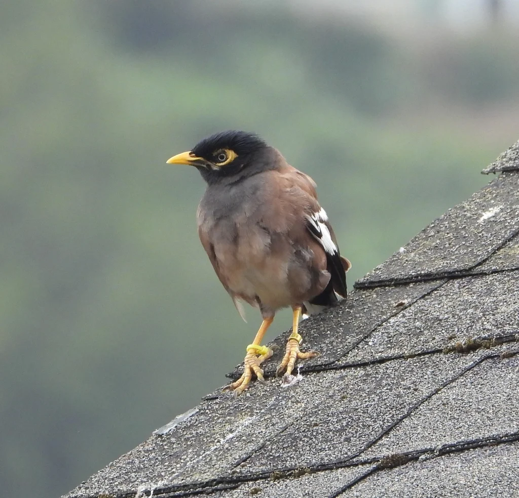 家八哥(Acridotheres tristis)