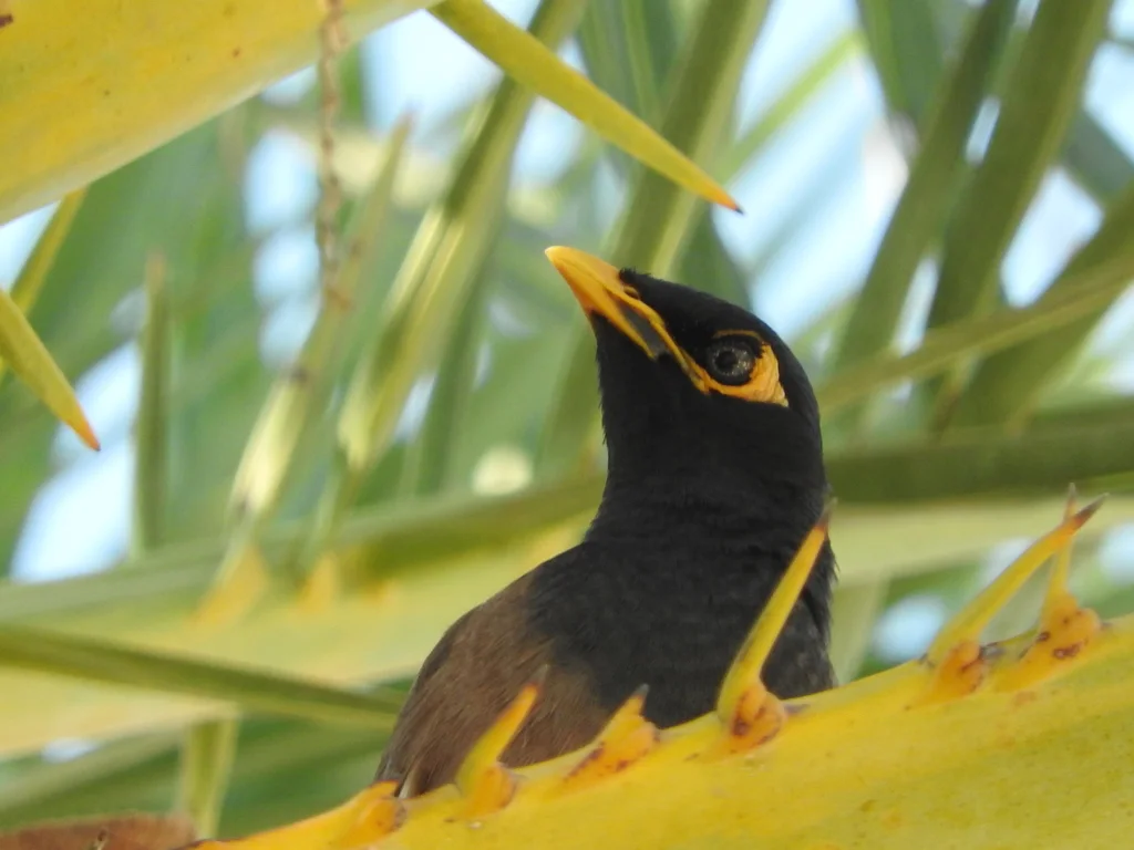 家八哥(Acridotheres tristis)